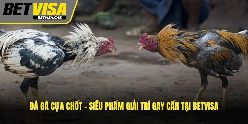 Hé Lộ 3 Bí Quyết Đá Gà Cựa Chốt Luôn Thắng Từ Cao Thủ