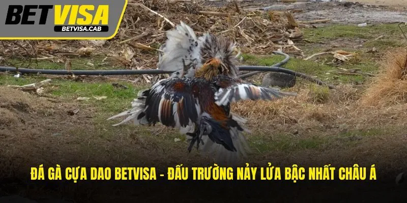Đá Gà Cựa Dao BETVISA – Đấu Trường Nảy Lửa Bậc Nhất Châu Á