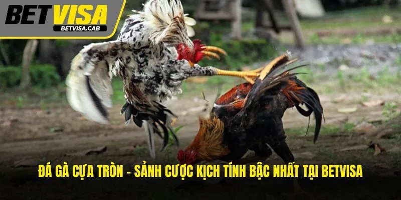 Đá Gà Cựa Tròn – Sảnh Cược Kịch Tính Bậc Nhất Tại BETVISA