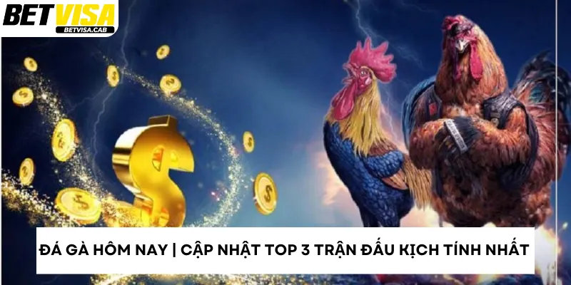 Đá Gà Hôm Nay | Cập Nhật Top 3 Trận Đấu Kịch Tính Nhất