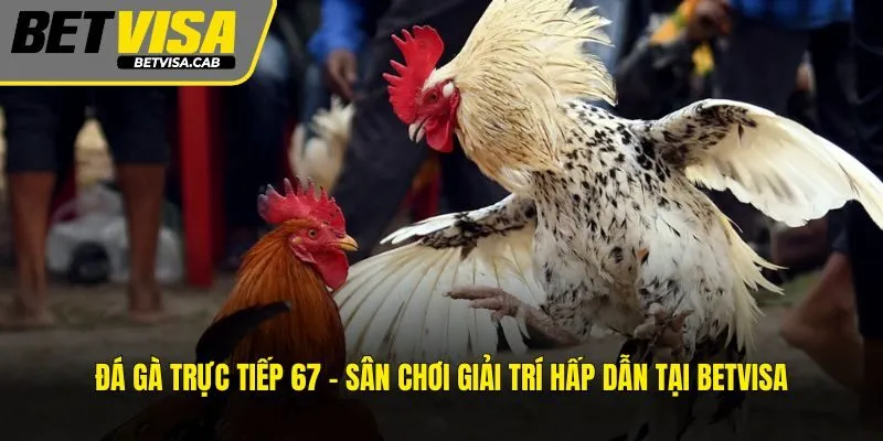 Đá Gà Trực Tiếp 67 – Sân Chơi Giải Trí Hấp Dẫn Tại BETVISA