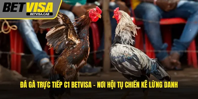 Đá Gà Trực Tiếp C1 BETVISA – Nơi Hội Tụ Chiến Kê Lừng Danh