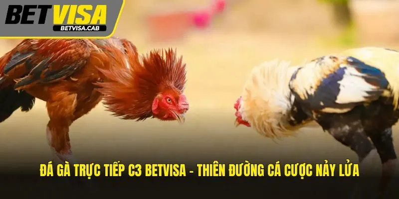 Đá Gà Trực Tiếp C3 BETVISA – Thiên Đường Cá Cược Nảy Lửa
