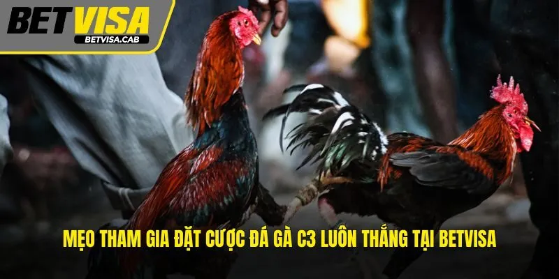Mẹo tham gia đặt cược đá gà C3 luôn thắng tại BETVISA