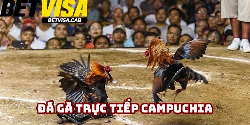 Xem Đá Gà Trực Tiếp Campuchia Hôm Nay Mới Nhất 2025