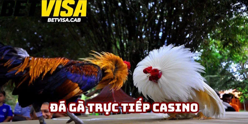 Đá Gà Trực Tiếp Casino Trải Nghiệm Hấp Dẫn Tại Betvisa