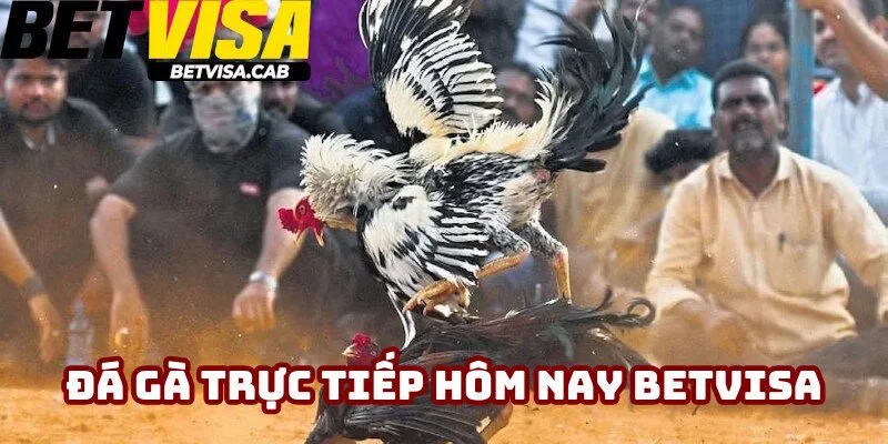 Xem Đá Gà Trực Tiếp Hôm Nay Cực Nét – Cập Nhật 24/7