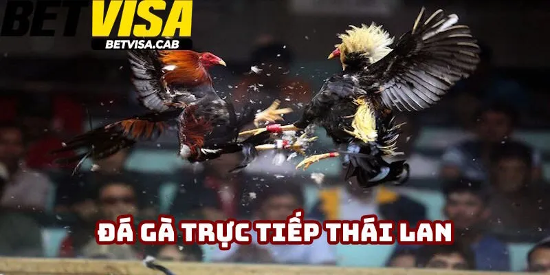 Đá Gà Trực Tiếp Thái Lan: Sản Phẩm Kê Chọi Năm 2025