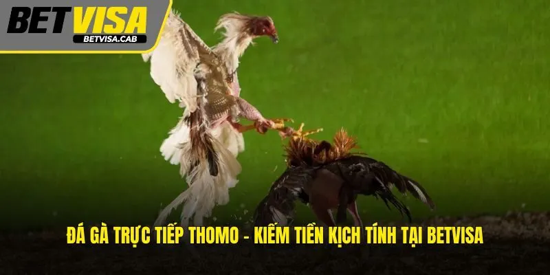 Đá Gà Trực Tiếp Thomo – Kiếm Tiền Kịch Tính Tại BETVISA